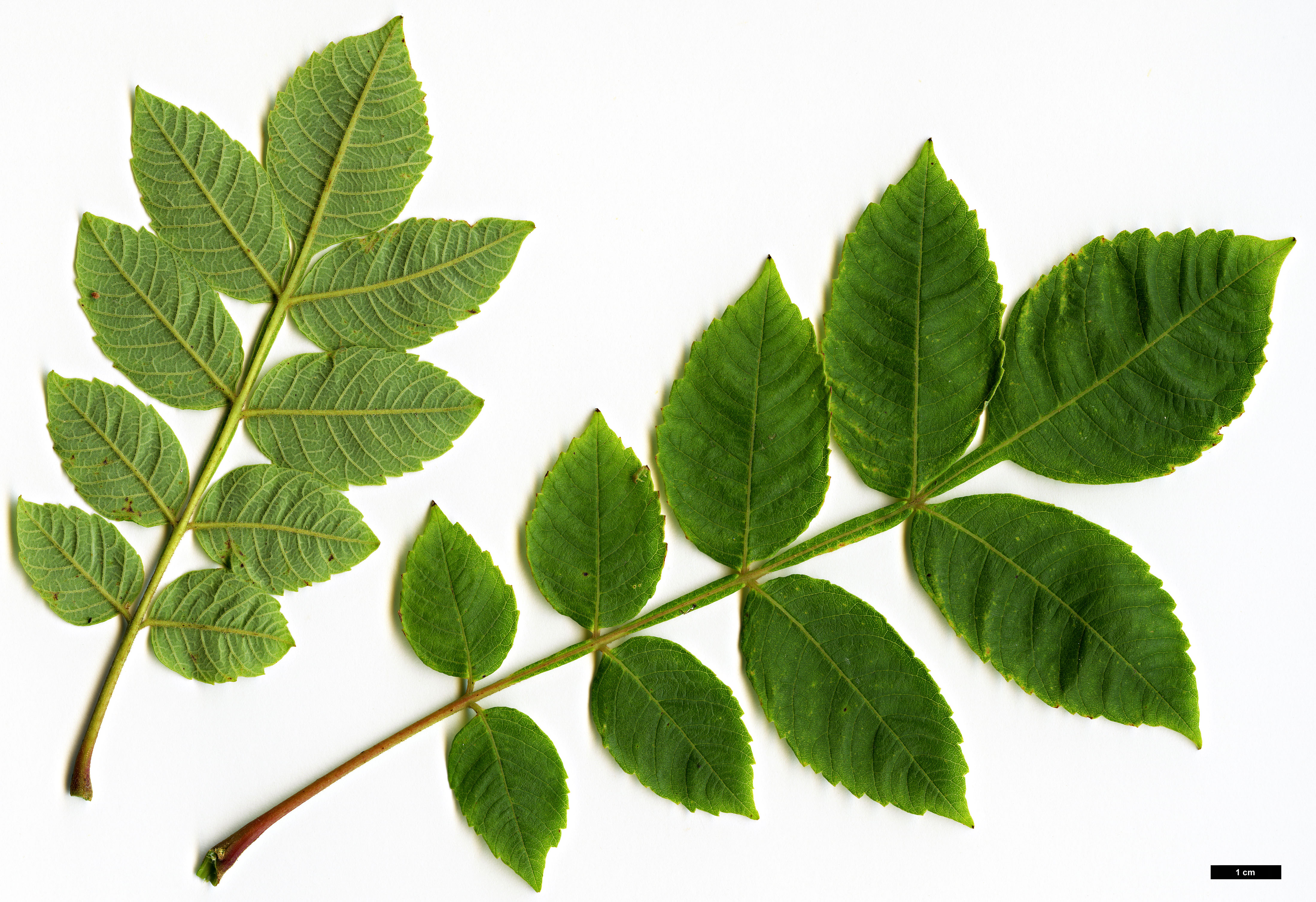 High resolution image: Family: Anacardiaceae - Genus: Rhus - Taxon: chinensis